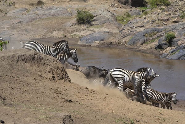 Safari i Rift Valley og Masai Mara i Kenya