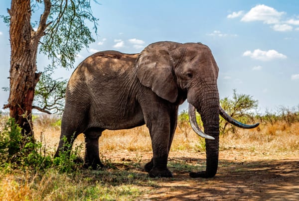 Sør-Afrika eksklusiv safari i Krugerparken og Cape Town
