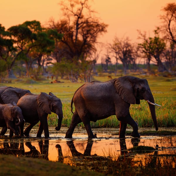 Okavangodelta- Botswana