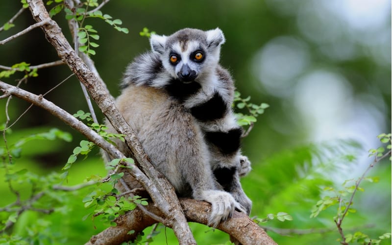Rundreise på Madagaskar, lemur
