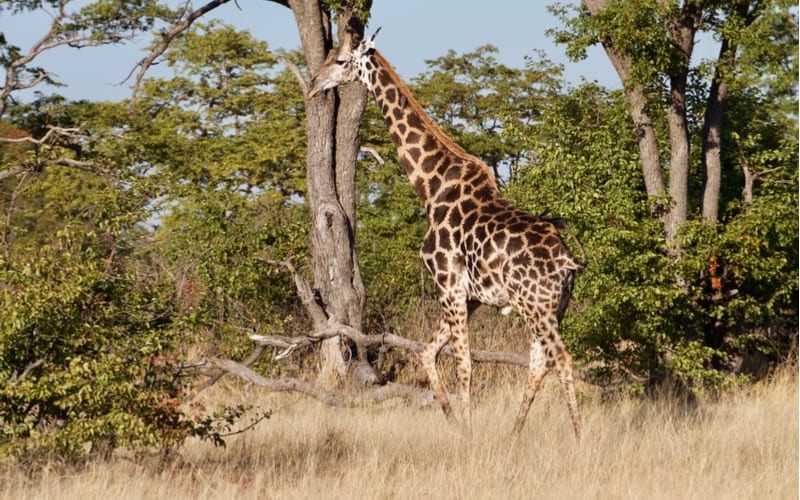 10 – dagers reise med safari i Zambia